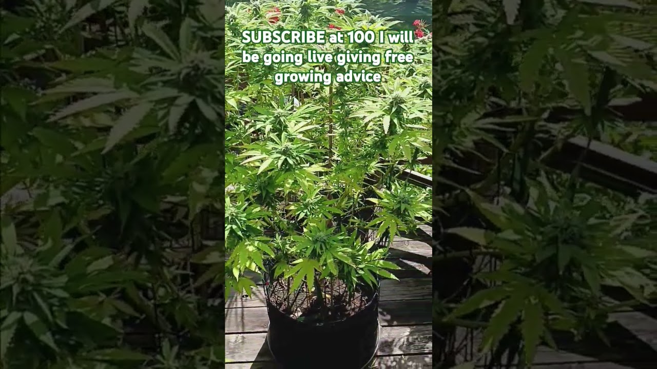 Stacked Colas ‎⁨@HerbiesSeeds420⁩  This could be your genetics. 