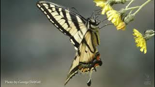 Swallowtail Intro