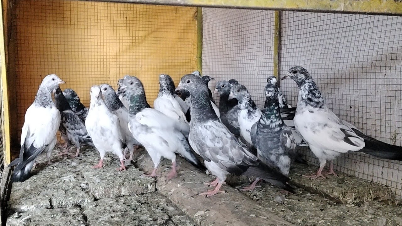 ماشاءاللہ اپنی مرضی سے 20بچے نکالیں اپ نے سبسکرائبر بھائیوں کے لیے 03435073582