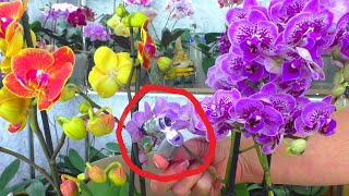Орхидеи - Новинки. Новый микроскоп за 229 рублей, для орхидей, и вредители на орхидее...