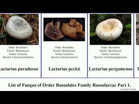 فيديو: Russula الكاذبة: الميزات والخصائص