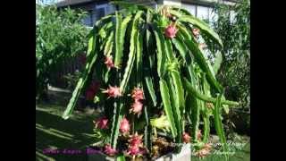 Growing dragon fruit - what does a 2 years old look like