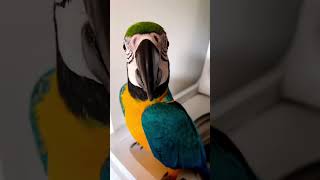 Best comeback ever by this parrot 😂😂 #animals #cute #funny #cuteanimals #parrot #shorts