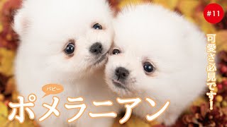 かわいいポメラニアンの子犬たち #11 Pomeranian