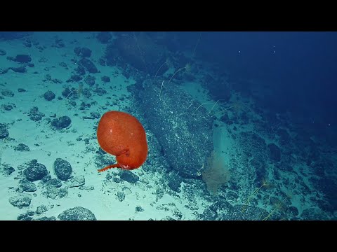 Balloon-Like Bolitaenid Octopus | Nautilus Live