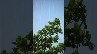 힐링 빗소리 뮤직 Healing rain sound, music 백색소음 ASMR | rain sounds