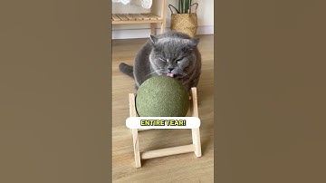 The biggest balls I have ever seen 😍⚾️ #catnipballs