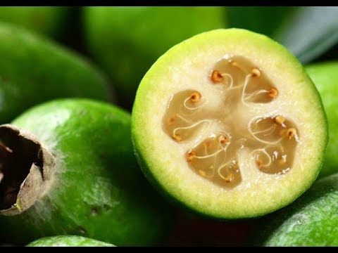 Video: Dove cresce la feijoa? Dove cresce la feijoa in Russia? Come coltivare la feijoa a casa