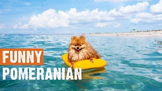 Funny Cute Pomeranian Compilation 2019 by I Love My Dog 110 views 4 years ago 7 minutes, 40 seconds