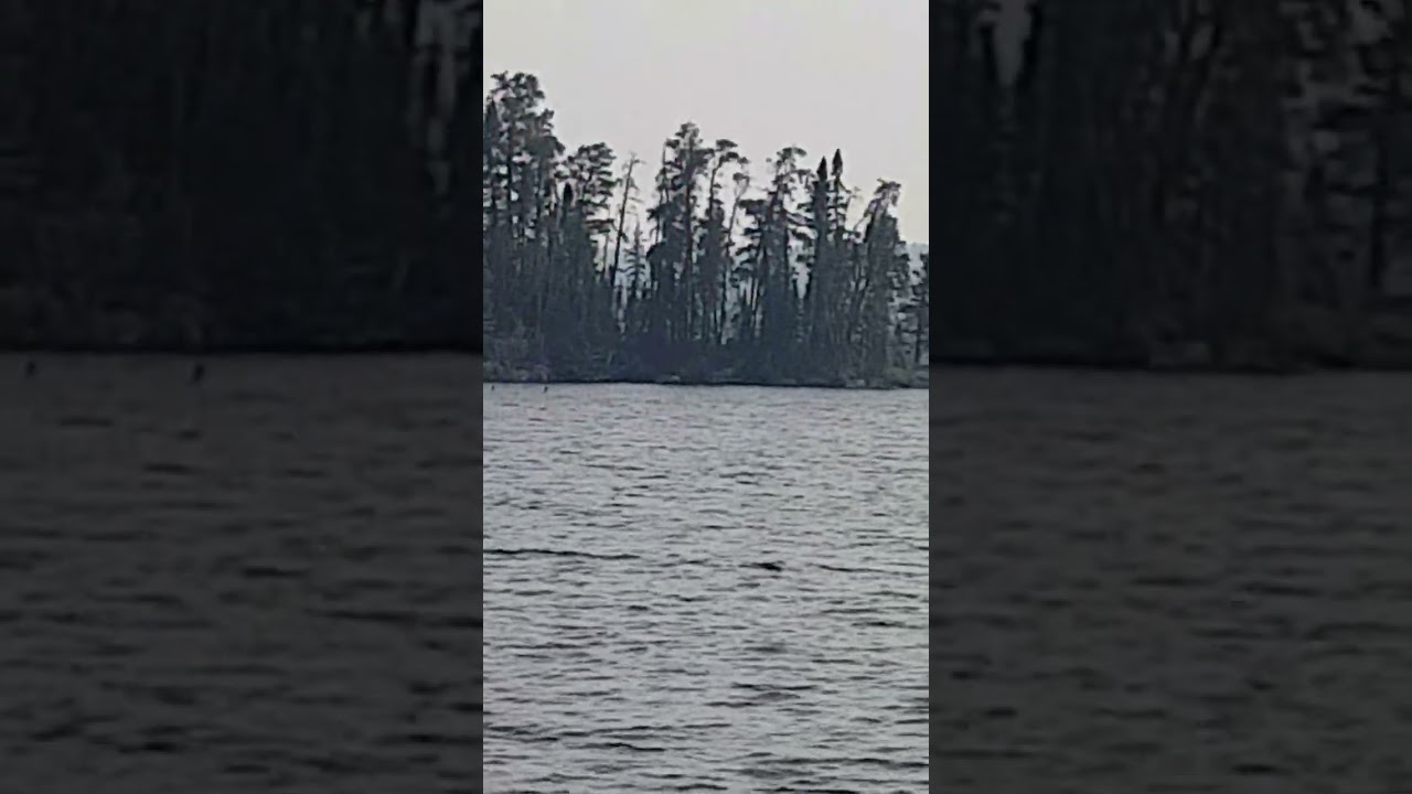 The Song of the Loon