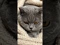 Meow meow 😄 #funny # viral #youtubeshorts