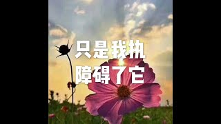 201506 只是我执障碍了它21983