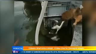 Бесстрашный пес прыгнул в воду, чтобы спасти кошку Бесстрашный пес прыгнул в воду, чтобы спасти кошку