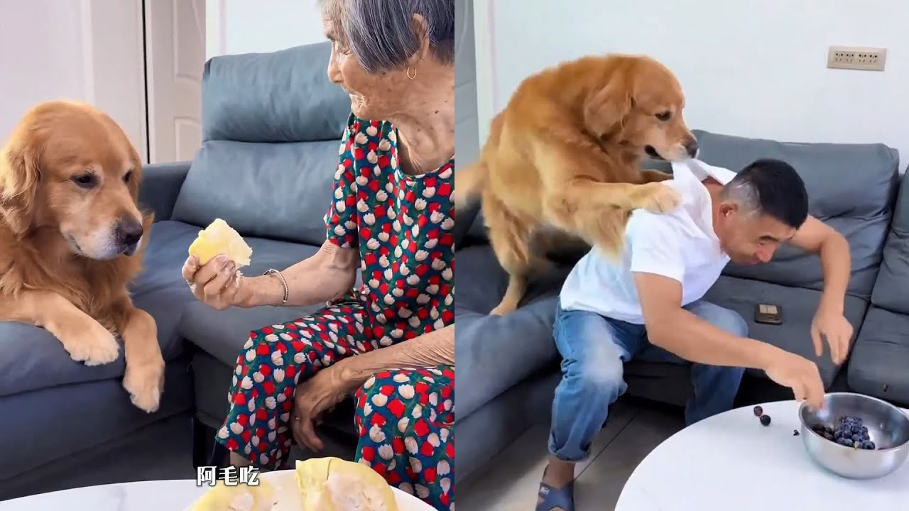 Собаки — это не только питомцы, но и члены семьи~ ❤️#聪明旺豆豆