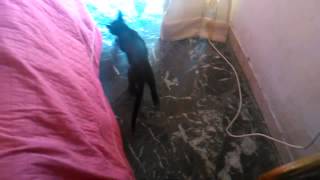 Un gatto volante originale video screenshot 4