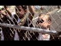 Man Man - "Piranhas Club" HD