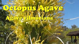 AGAVE GALLERY:  Agave vilmoriana (the octopus agave)