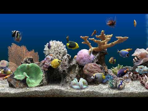 Marine Aquarium 3 - 2 hours