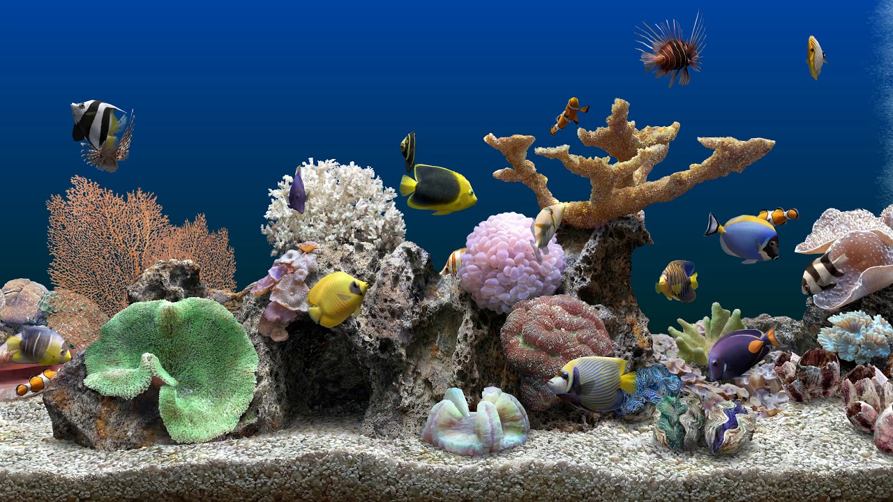 serene scene marine aquarium 3