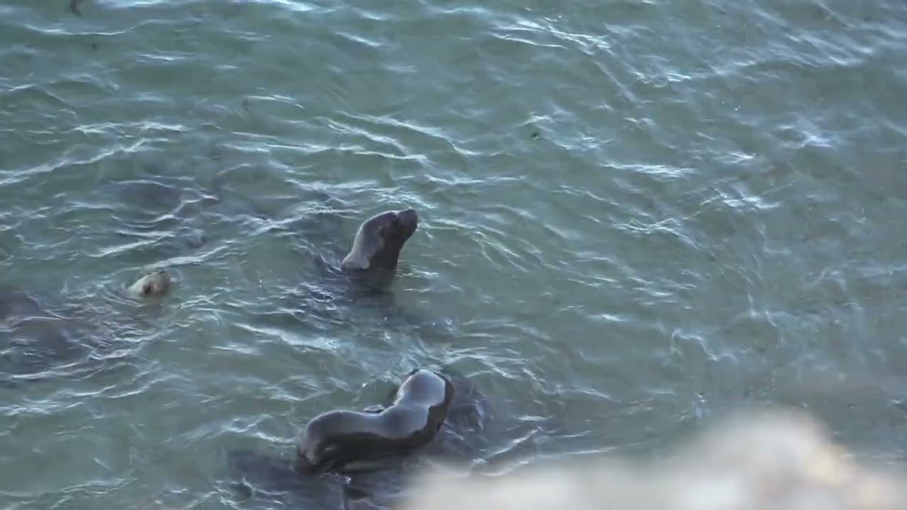 Argentine 2024 - patagonie - Puerto Piramides - péninsule de Valdes