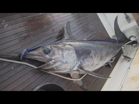 Vídeo: Vivendi Pesca Pez Espada