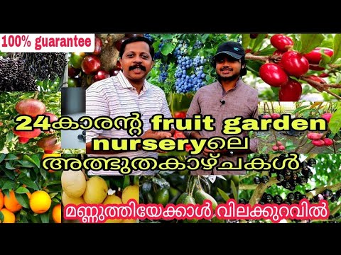 Best Fruit Plant Nursery in Kerala | 24 കാരൻ്റ fruit garden nurseryലെ