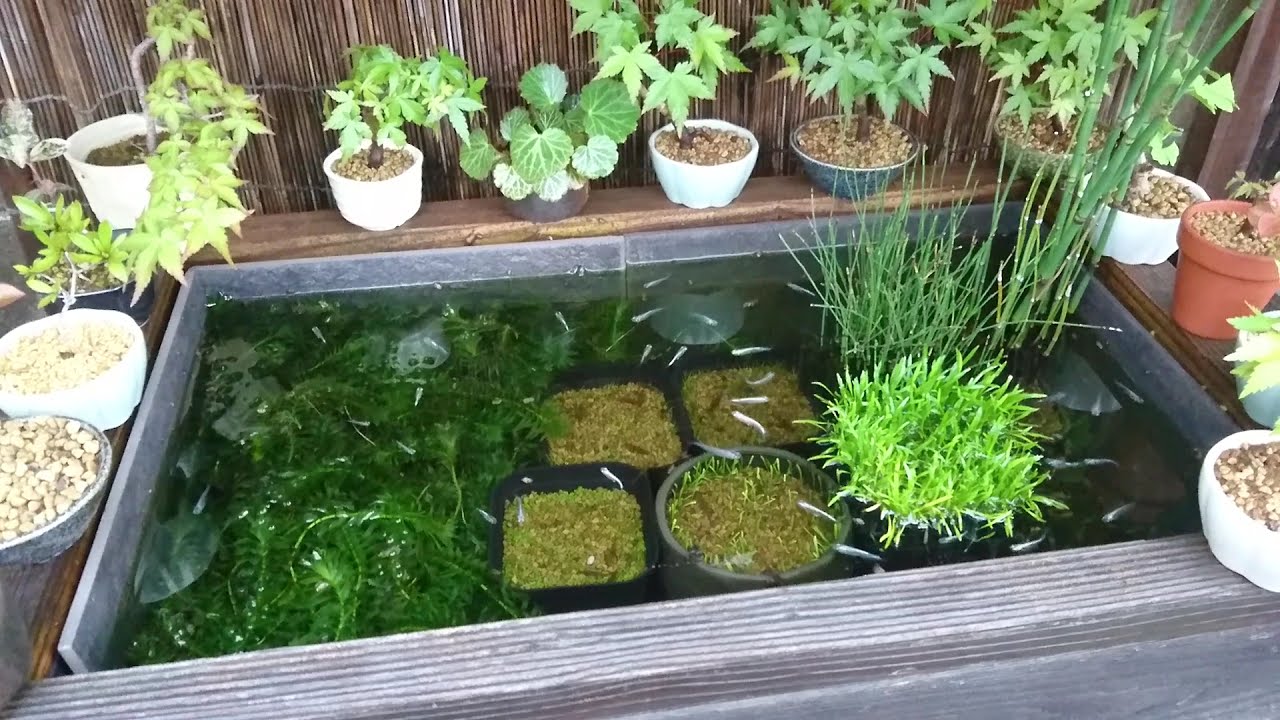 21 05 13 メダカのビオトープのミナミヌマエビ Youtube