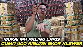 KEJUTAN BONGKAR 1.000 MURAI MH NON GEMBUNG CUMA 400 RIBUAN EKOR KLEWER KEWER DIKIOS ALHAMDULILAH