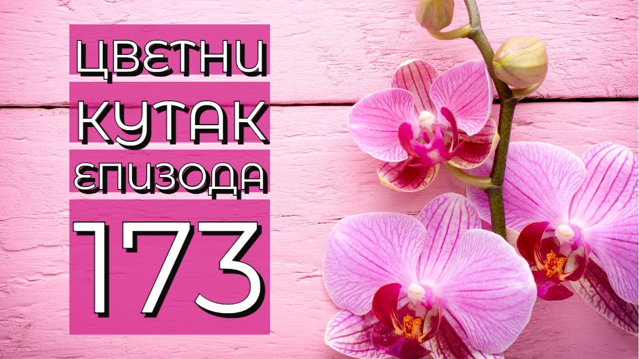 Cvetni kutak ep. 173 02.03.2023. Presađivanje orhideje, singonijum, OŠ „Veljko Dugošević“, Zvezdara