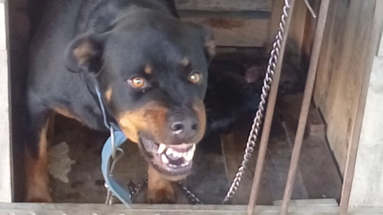 rottweiler are they dangerous