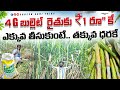 #dairyfarm 4G bullet రైతులకు తక్కువ ధరలో! 4g bullet grass!!quality #dairy #cows #buffalo