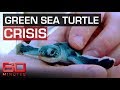 Saving the Green Sea Turtles | 60 Minutes Australia