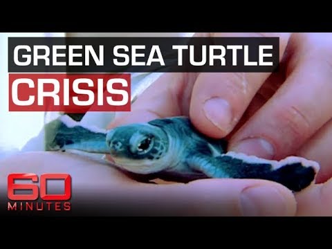paul barry dublin Saving the Green Sea Turtles | 60 Minutes Australia