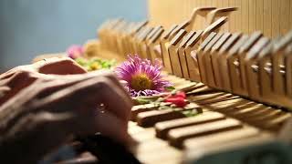 Trail of flowers over the keys (Floral microtonal, music & sound installation with Lavachord)