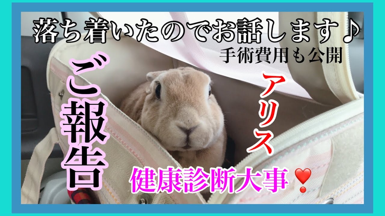 高齢うさぎの手術 10 23ご報告 アリス ミニレッキス 8歳10ヶ月 15日間の記録 Youtube