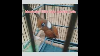 🔴Master cililin lagu pendek dengan jeda waktu #cililingacor