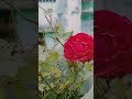 Ishq#shorts #song#music#shortvideos #nature #status #love #sadmusic #sadstatus #shorts #ytshorts