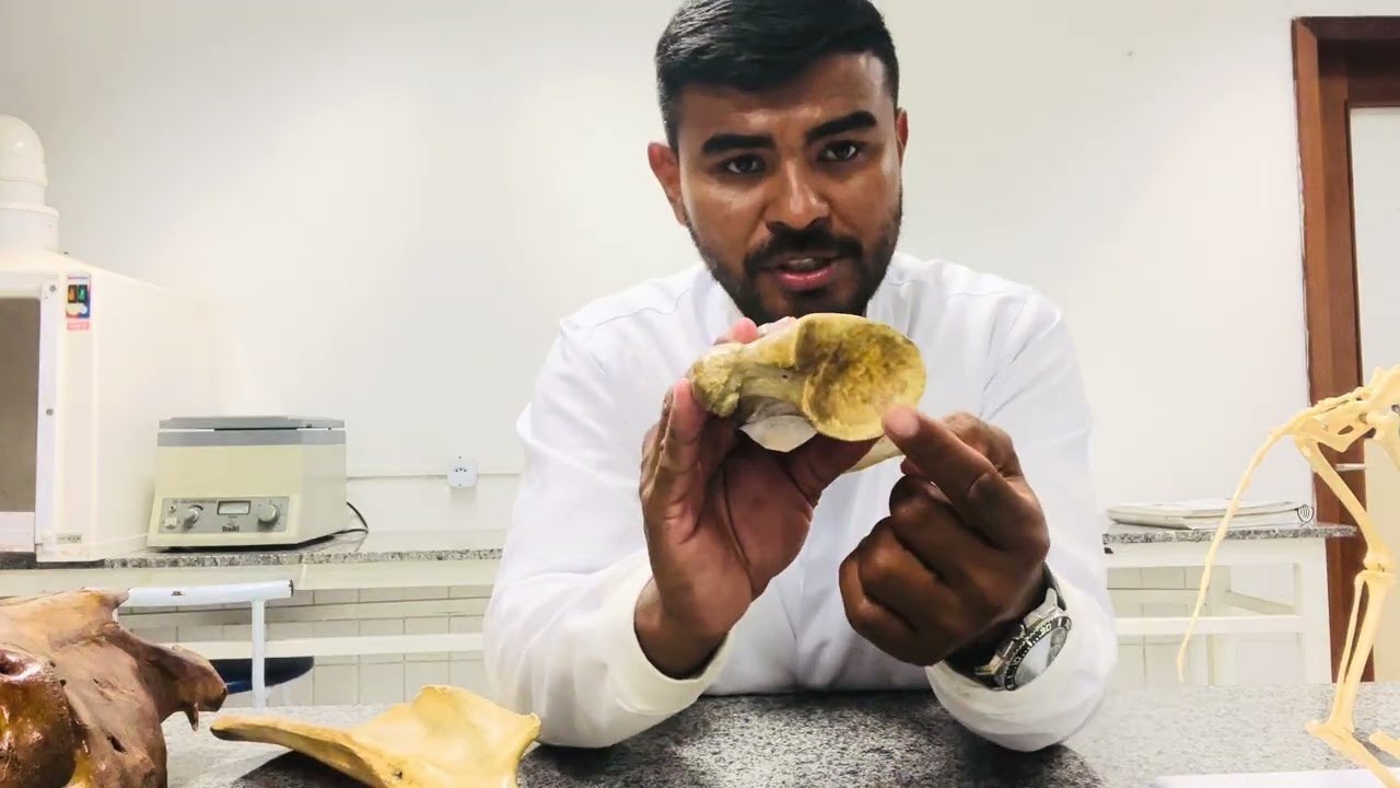 Osteologia veterinária - escapula 