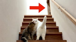 ENG) The reaction of my cats when they entered the secret room for the first time!