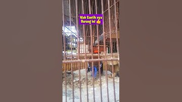 Luar Biasa Cantik nya Burung ini #Shorts #Burung Cantik #Paok panca warna