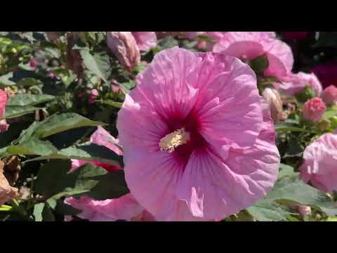 Video: Tipes geharde hibiskus: die keuse van hibiskusvariëteite vir sone 6