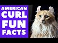 American Curl Cats 101 : Fun Facts の動画、YouTube動画。