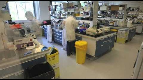 A day in the life of a zebrafish lab in Sheffield