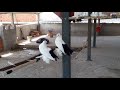 Kara kuyruk rostov ornamental - fancy  pigeons.guvercin.kuş.kümes süs.  +905368329197