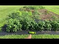 Garden Soil + Chicken Manure = Big Bells Peppers!