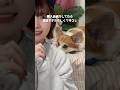 衝撃映像💥確信犯です #コーギーのいる暮らし #tiktoktrend #nomelonnolemon