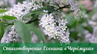 Стихотворение С.А. Есенина «Черёмуха»