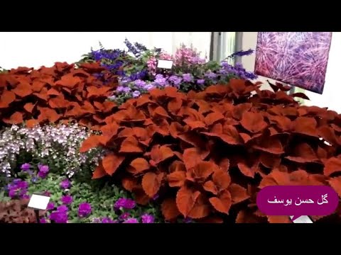 تصویری: نحوه نگهداری گل داودی در خانه در زمستان