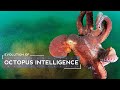 How Octopuses Evolved to be Intelligent
