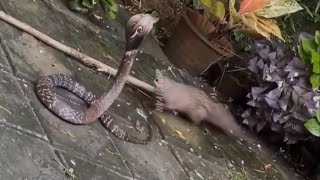Cobra and mangoose fight #snake #cobra #fight #bite #venom2 #jungle #nature #kerala #india